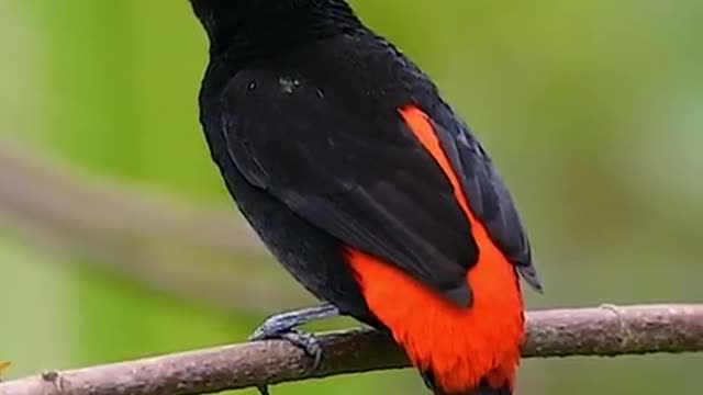 bird black The beautifulll