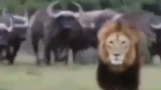 Buffalo kill lion to save his life #shorts #lionvsbuffalo