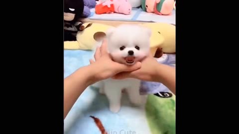 Cute and Funny Dogs 🐕 🐶