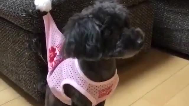 Celo 宠物 - Animais Engraçados/Funny Animals Channel