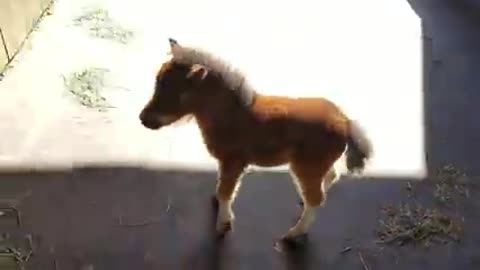 Baby miniature horse chasing me