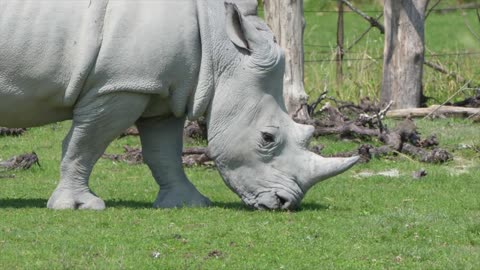 White rhino