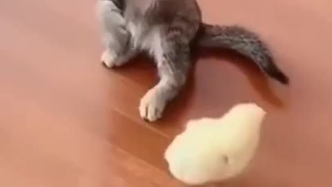 Funny cats