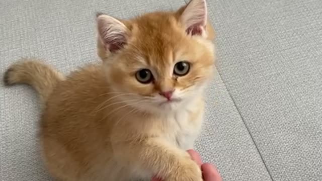 Baby cat hands up