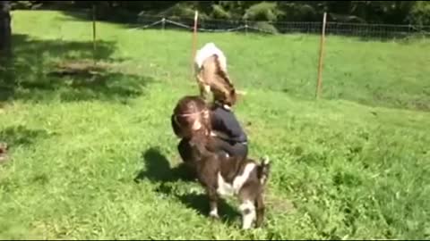 Cute Baby Goats Compilation