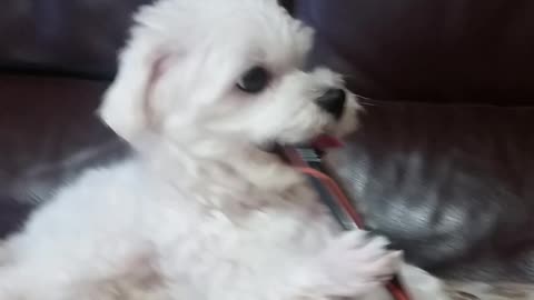 Cute puppy playing on the sofa