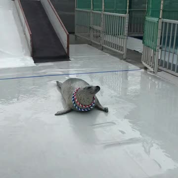 Trained Seal Catches Rings Around Its Neck