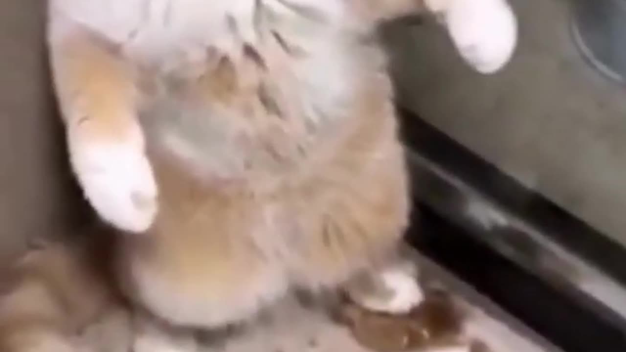 Funny🐈 #cat #funny cat 😺😅#video #::!!Please!!..like and followers.:!..