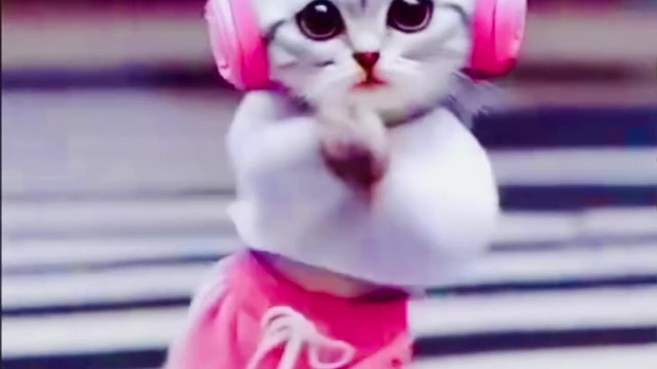 The best cat Dance