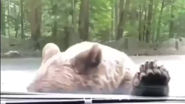 Funny Bear Attack
