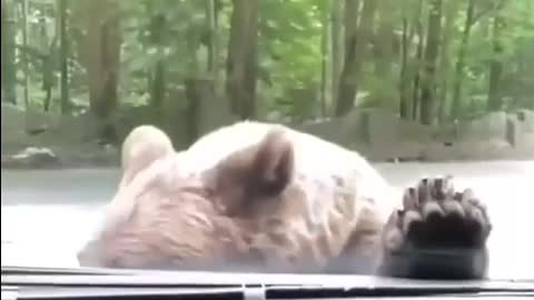 Funny Bear Attack