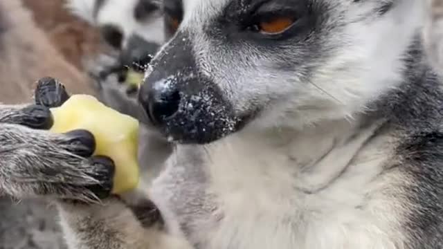 zookeeper#amazing#animal