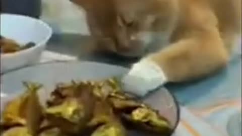 funny animals