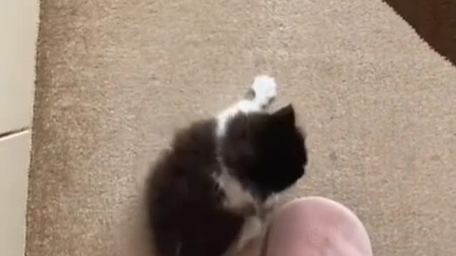 Some kittens pretend to be adults to fall in love with us