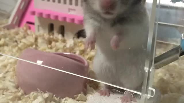 Super cute golden bear mouse