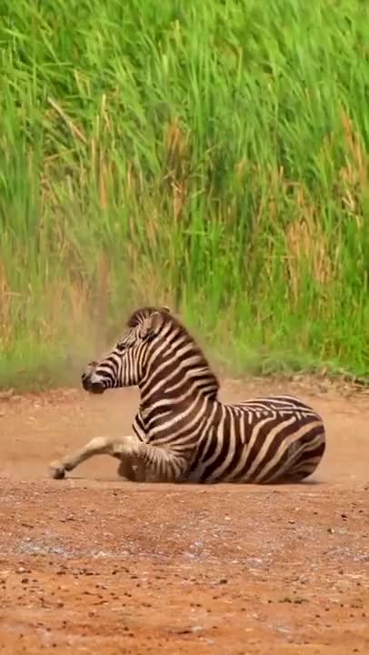 Beautiful animal's life