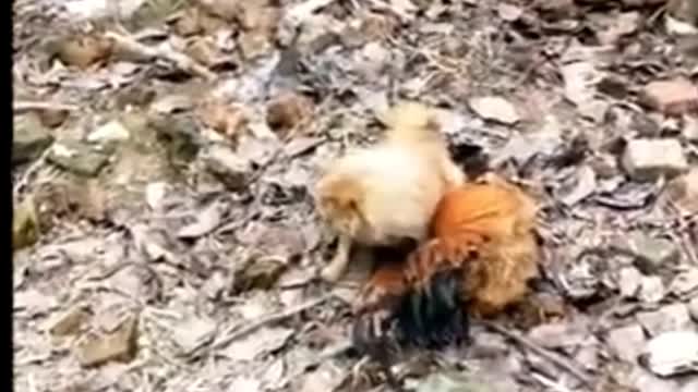 Funny animal fight you can't stop laughing