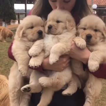 Cute baby animals Videos Compilation cutest moment of the animals - 🐶 Cutest Puppies #12