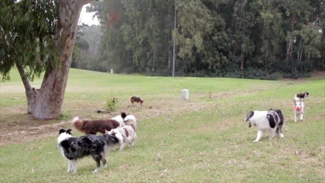 Dogs playing in the wild