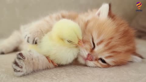 Kitten sleeps sweetly with the Chicken 🐥