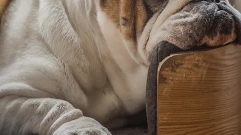 Adorable bulldog breed image compilation