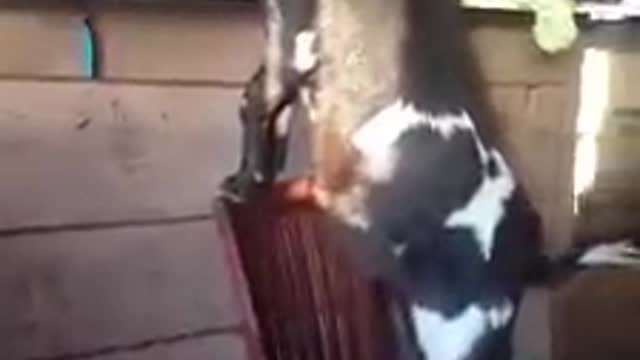 Cabra se sube a una silla para alcanzar su snack favorito