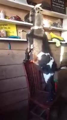 Cabra se sube a una silla para alcanzar su snack favorito