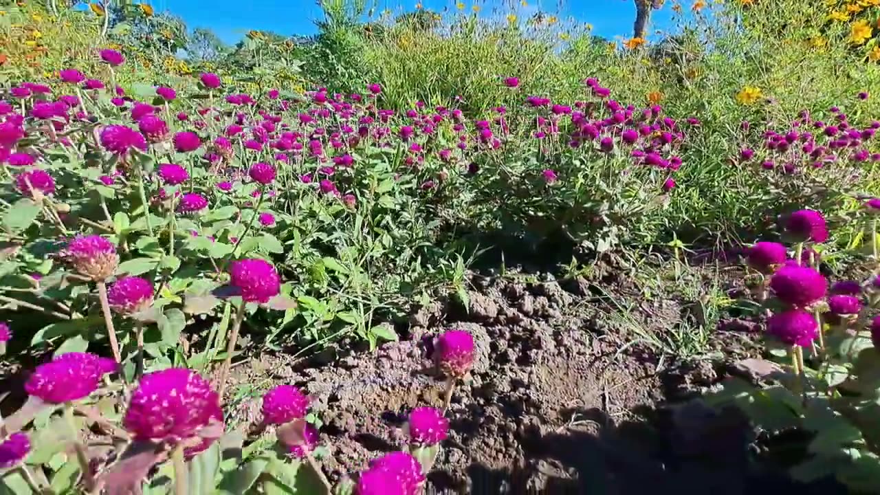 Sunflower Farm in Pampanga | F. Palabasan Sunflower farm