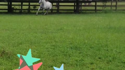 horse running in the field