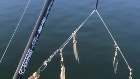 This is a beautiful and charming water-dwelling species