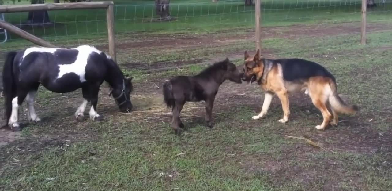 Dog and horses playing together Compilation