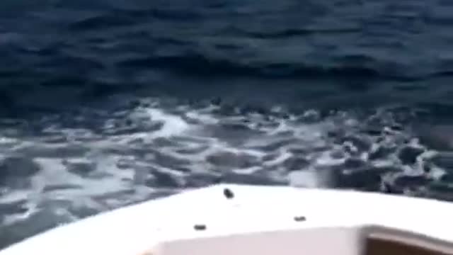Oh, my God, whale hunting is spectacular