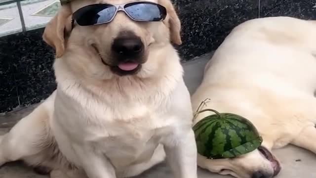 Happy pup is absolutely ecstatic for first pool party