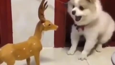 Cute dog is afraid by toy