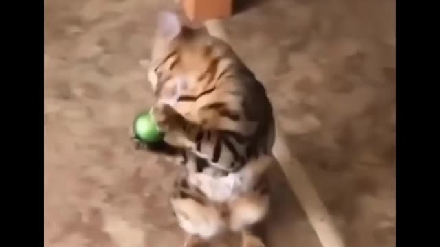 Playing Catch Ball With Cat