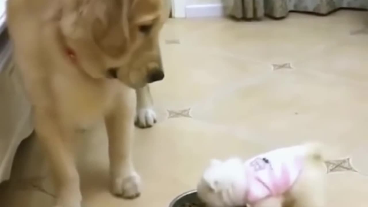 Animal funny moments funny video 2024 Funny cats cute cats shorts