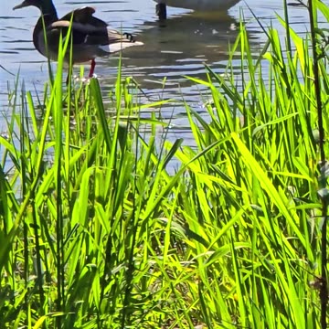 I walked up to a swan and a duck / beautiful water birds.