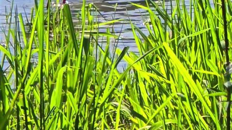 I walked up to a swan and a duck / beautiful water birds.