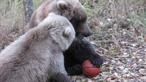 Bear family plays basketball 2