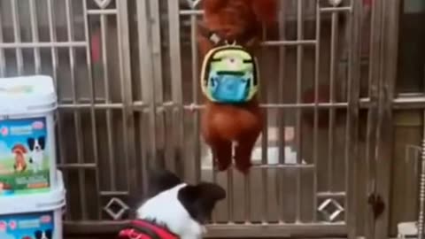 Funny Dog Videos