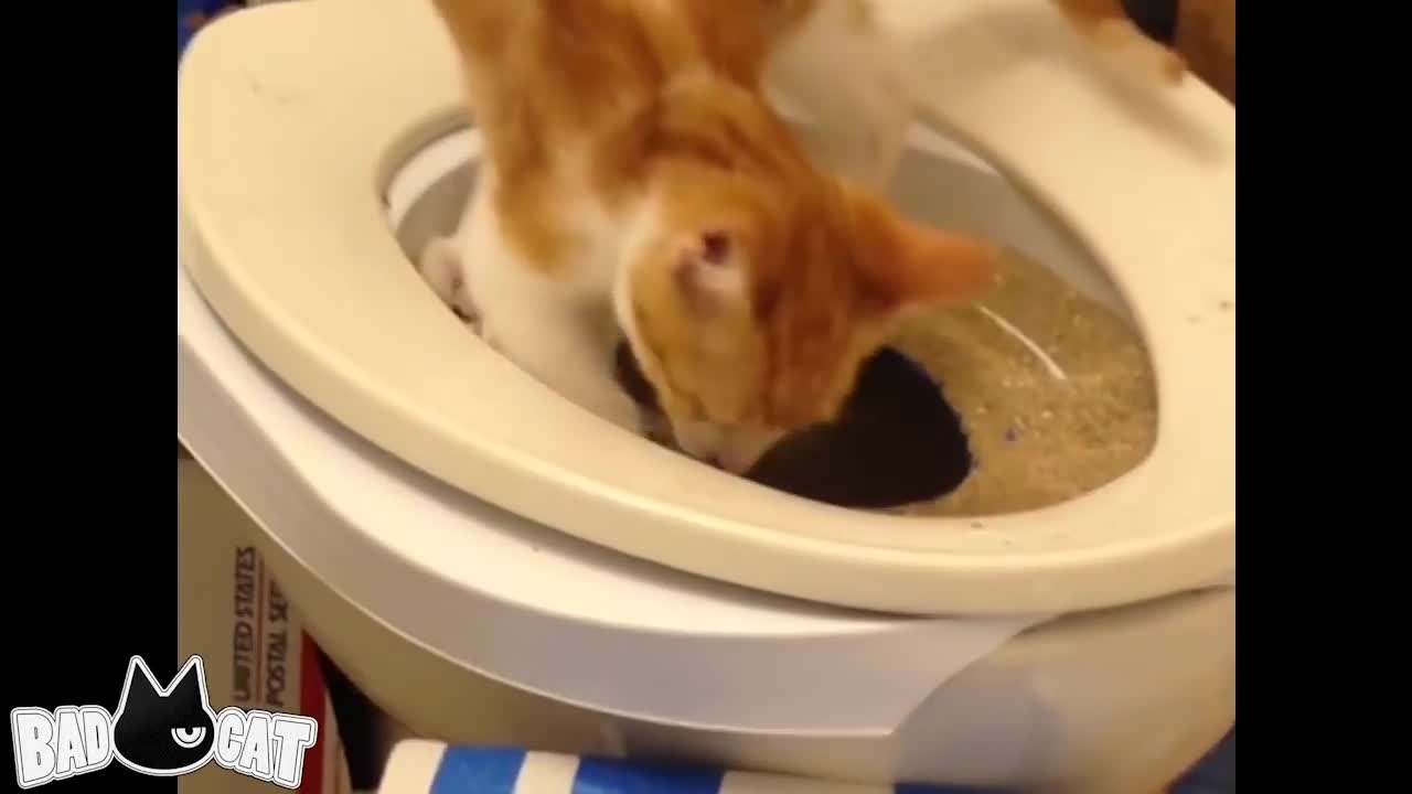 A step by step how to Cat Toilet Training