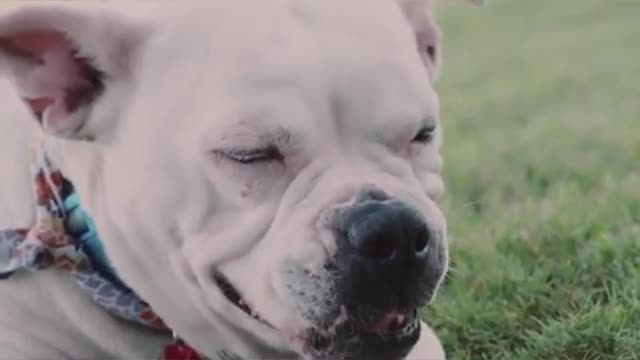 Funny 🐕 video- dog love funny Dog 🐶