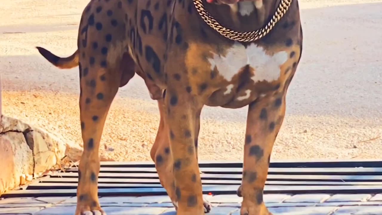 Tiger mastiff