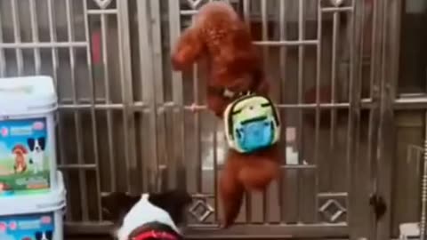 Funny Dog Videos