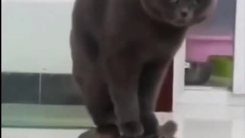 2022 Funny Cat Shorts