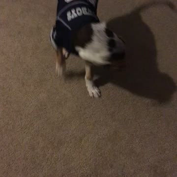Boomer loves the cowboys