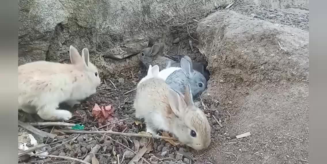 Most beautiful rabbit in this world। Wildlife। Rabbit