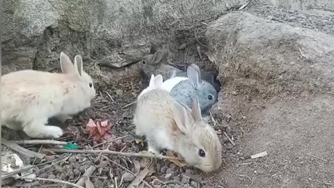 Most beautiful rabbit in this world। Wildlife। Rabbit
