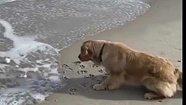 Funny scared dog vs ocean 😀