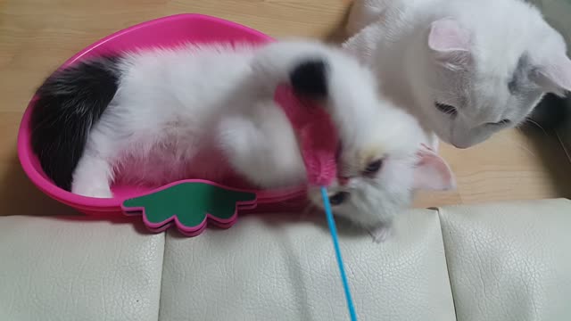 A little cat playing punchball.